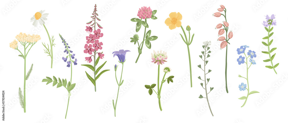 set of field flowers, vector drawing wild plants at white background, floral elements, hand drawn botanical illustration set of field flowers, vector drawing wild plants at white background, floral elements, hand drawn botanical illustration