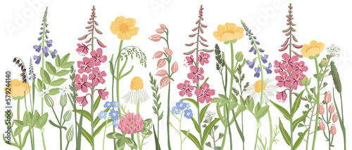 field flowers, vector drawing wild flowering plants at white background, floral elements, hand drawn botanical illustration © cat_arch_angel