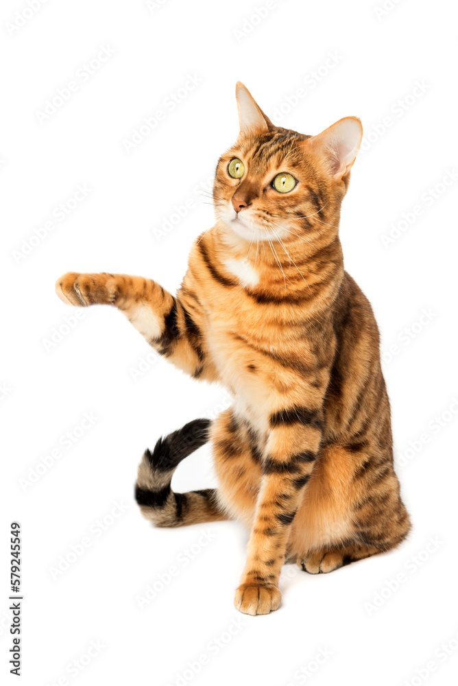Bengal cat with a raised paw on a white background.