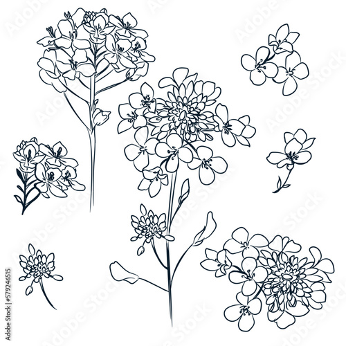 Collection of vector sketch flowers isolated on white minimalist style
