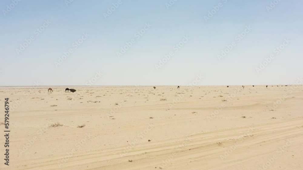 Group of Camels in the heart of Saudi Arabia desert Group of Camels in the heart of Saudi Arabia desert
