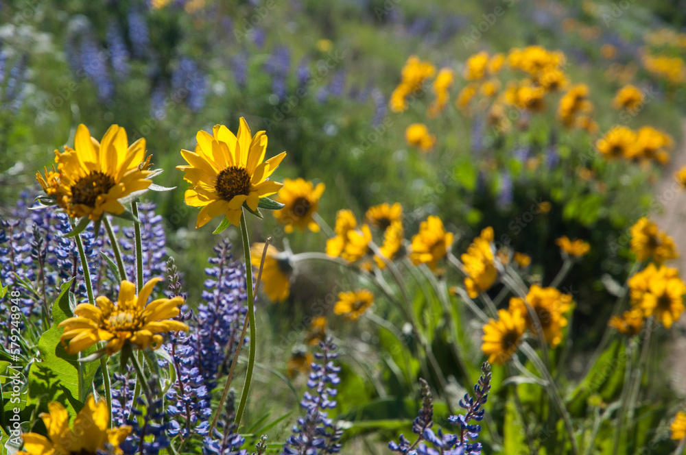 Yellow Arrow-leaf Balsamroot and purple lupines in the blurry background