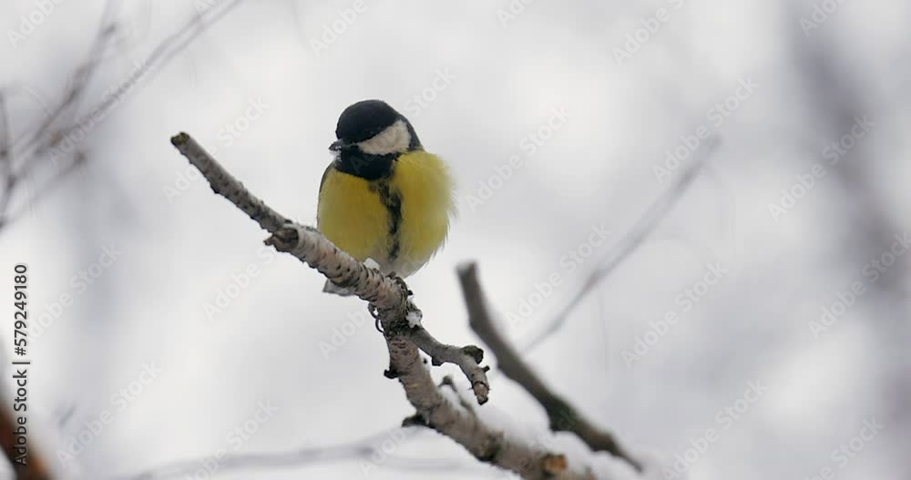 Slow motion of a tit sits on a snow-covered branch and eats a seed Slow motion of a tit sits on a snow-covered branch and eats a seed