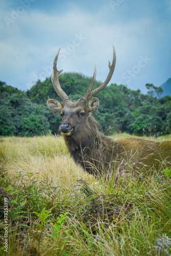 bull elk in the plans  © vajirasg
