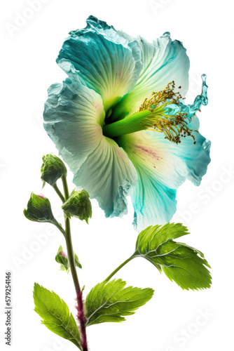 isolated blue, green hibiscus flower photo, spring, decorative floral illustration, transparent background, png, horizontal, vertical, springtime, floral, tropical, generative ai