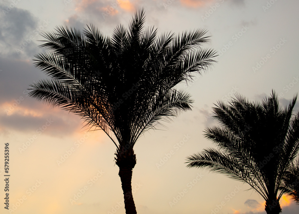 Black silhouettes of palm trees on the background of the sunset.