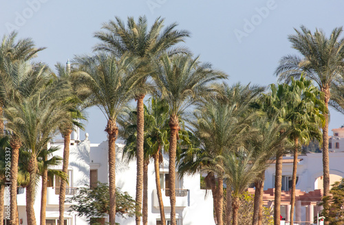 Palm trees near the building. © schankz