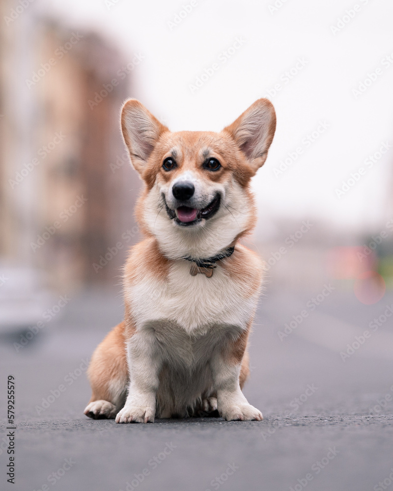 Pembroke Welsh Corgi sits and smiling, outdoor photo. Dog in the city. Cheerful pet