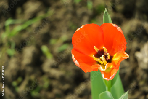 close-up of blooming red tulips. tulip flowers with deep red petals. forming flower arrangement background photo