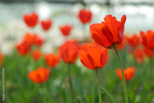 Group of red tulips in the park. Spring landscape.
