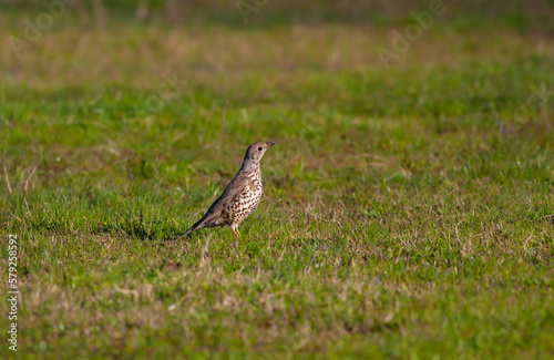 bird watching on the grass, Mistle Thrush, Turdus viscivorus photo