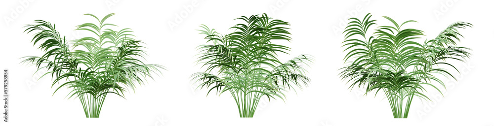 Obraz premium Set of green leaf palm tree on transparent background, 3d render illustration.