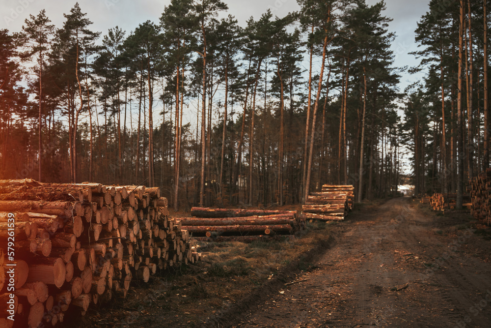 tree trunks logs in row near the forest road