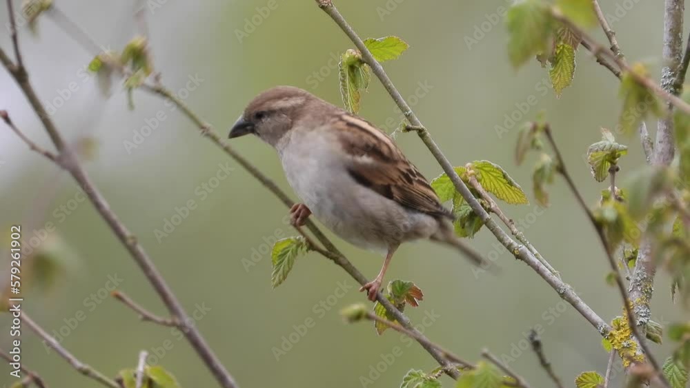 Haussperling (Passer domesticus) Haussperling (Passer domesticus)