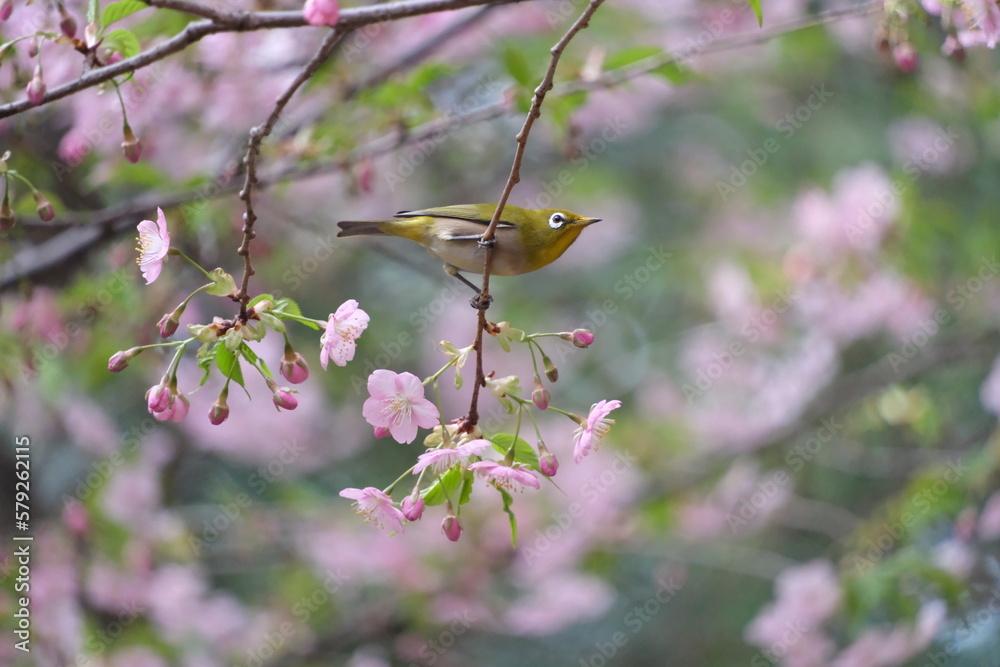 桜の花と野鳥のメジロ 桜の花と野鳥のメジロ