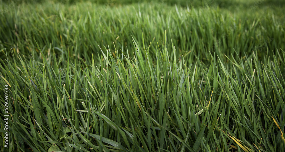 Wet grass in the field Wet grass in the field