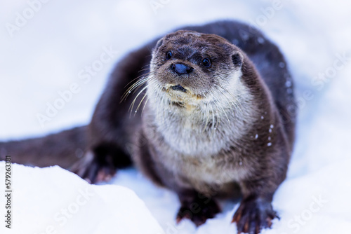 Eurasian otter (Lutra lutra) in the snow in the Bavarian Forest National Park, Bavaria, Germany.