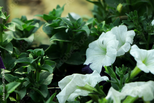 White Petunia flower. First spring flowers. Petunia hybrida. Blooming in the garden.