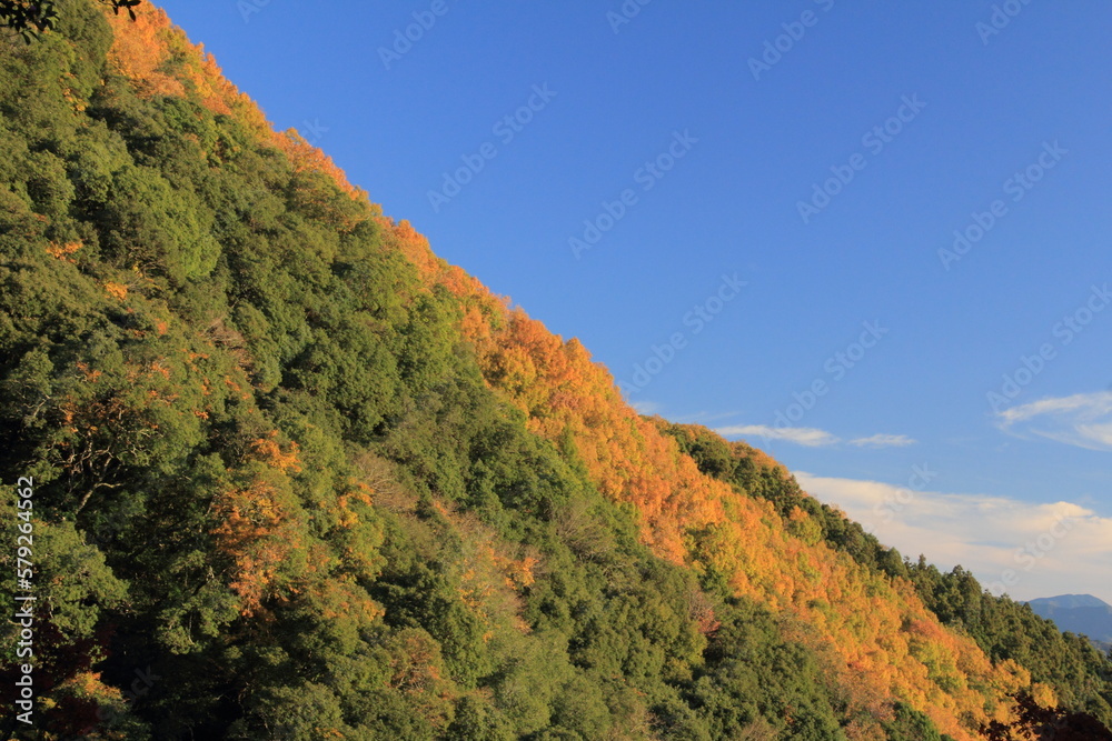 愛媛県　白滝公園から見た紅葉