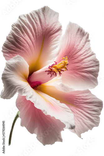  isolated white, orange, pink hibiscus flower photo, spring, decorative floral illustration, transparent background, png, horizontal, vertical, springtime, floral, no background, tropicalgenerative ai