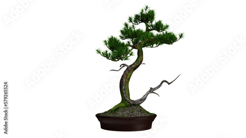 Tree in a pot ,Bonsei png ,3d render