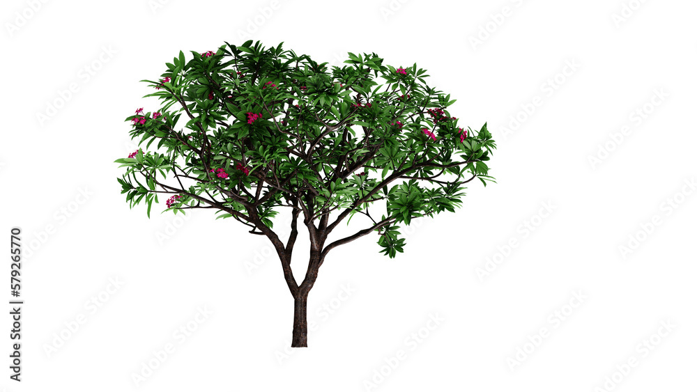 tree isolated png , 3d render