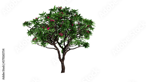 tree isolated png   3d render