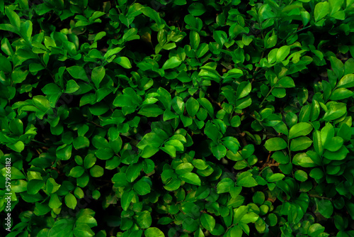 green leaf, tiny green leaf, natural green background
