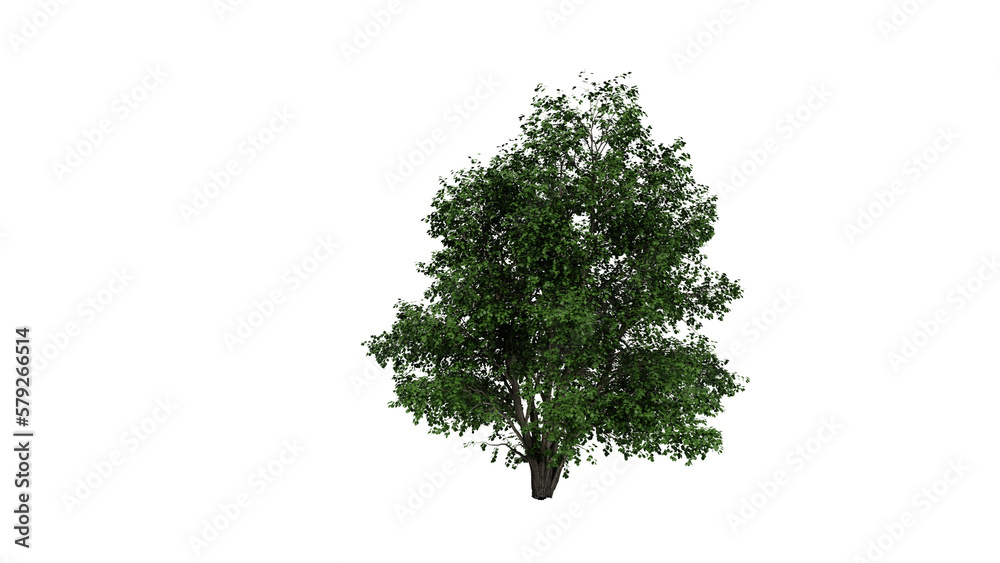Obraz premium tree isolated png , 3d render