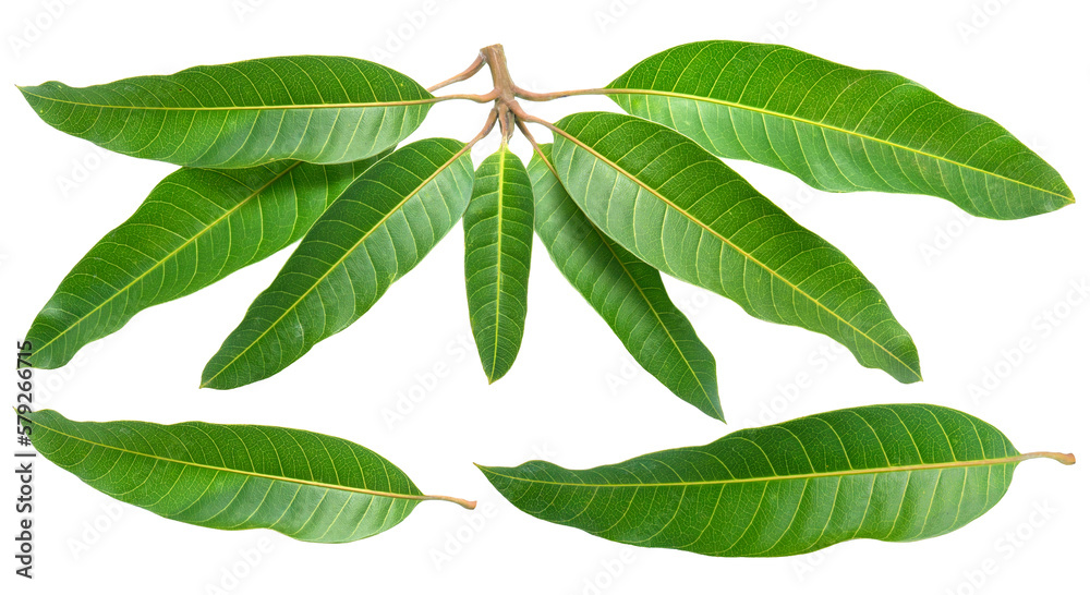 Mango leaves on white background, Green mango leaves on white PNG File