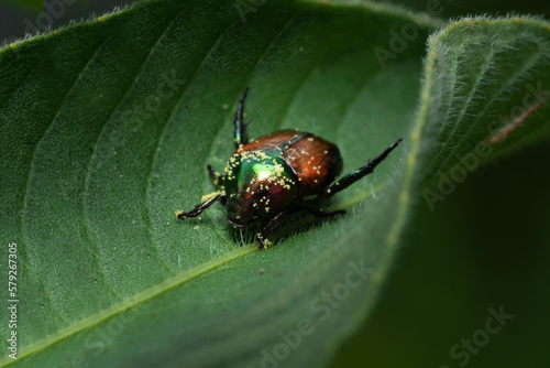 beetle on a leaf © Maizal