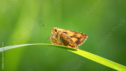 butterfly on leaf in the morning
