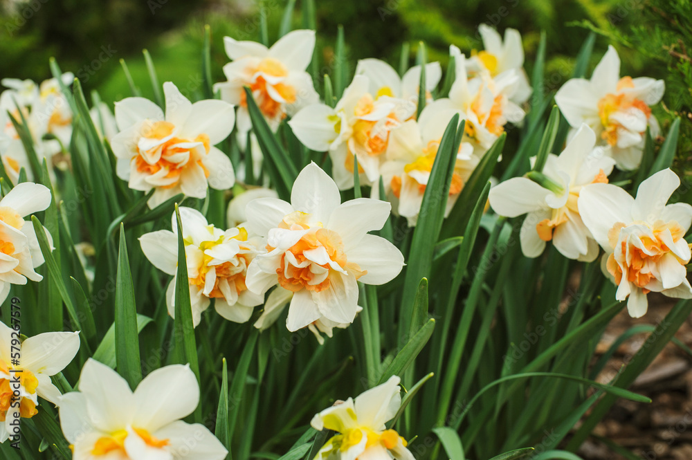 group of white terry daffodils blooming in early spring