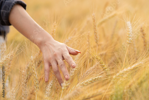Farmer s hand holding a barley stalk near harvest.