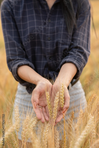 Farmer's hand holding a barley stalk near harvest.