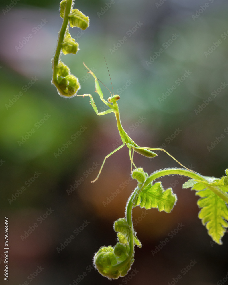 Naklejka premium green mantis on fern leaves