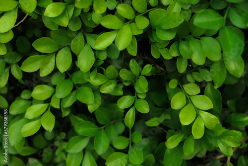 Green leaf wall background in forest