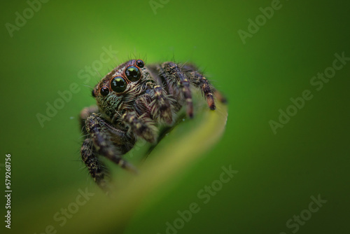 Jump spider in close up