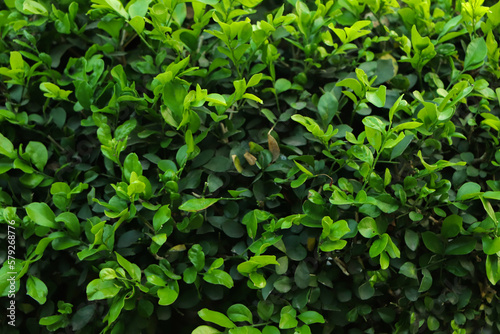 Green leaf background in forest