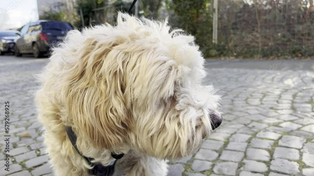 cute little dog with wild shaggy soft fur and hanging oren looks down a small street turns his head and then sniffs the cobblestones cute little dog with wild shaggy soft fur and hanging oren looks down a small street turns his head and then sniffs the cobblestones
