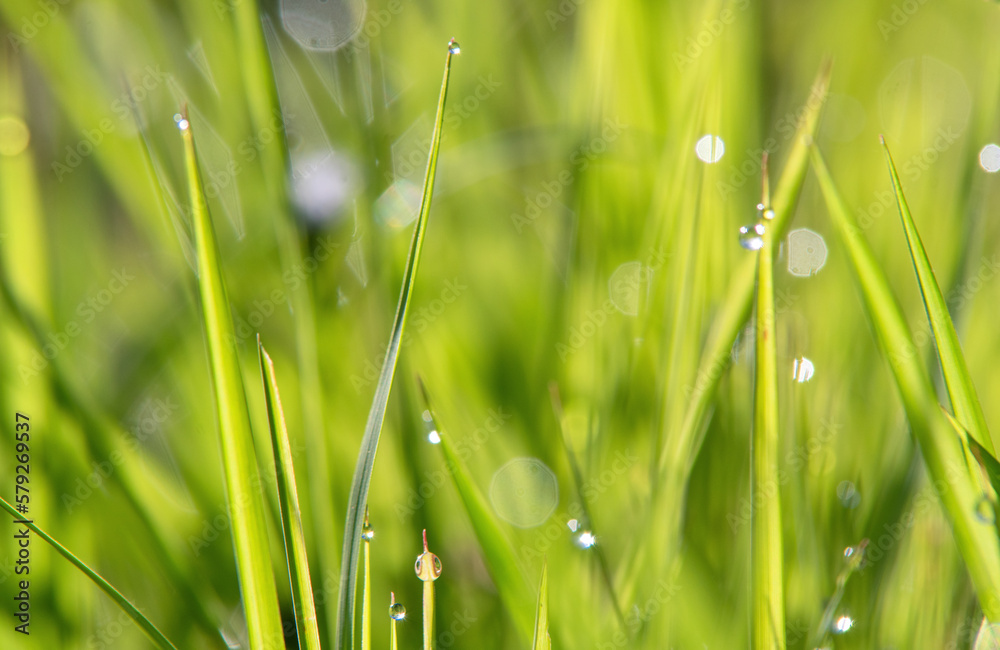 Fototapeta premium dew drops on grass in the morning