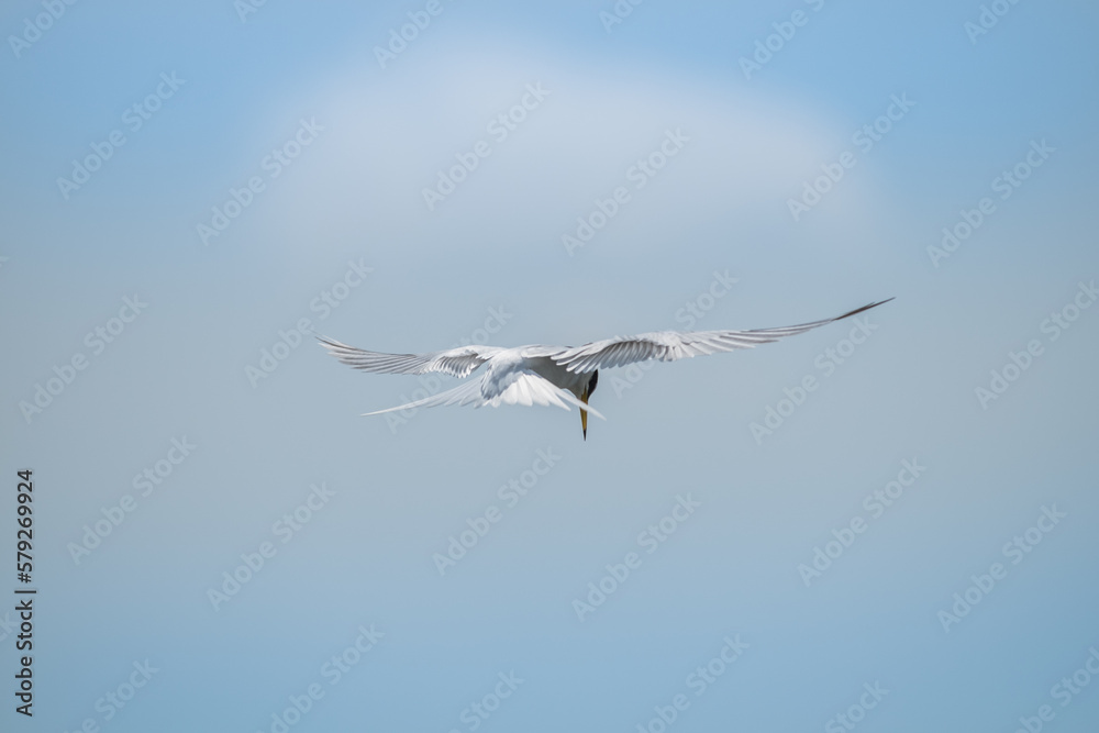 Obraz premium コアジサシ