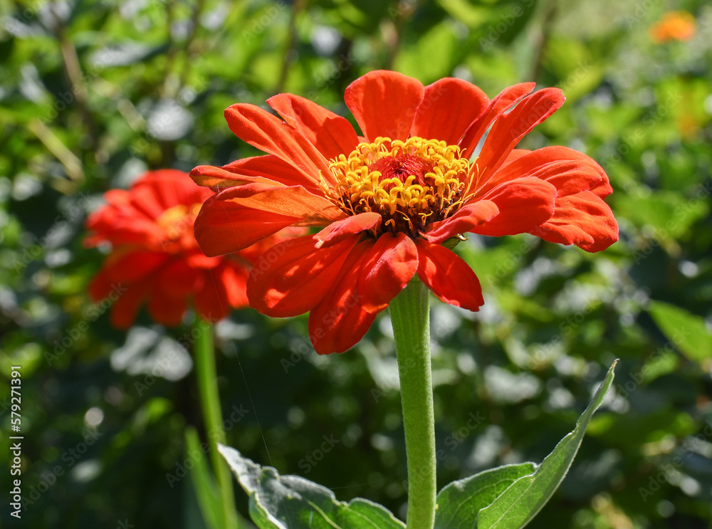 Summer flowers Summer flowers