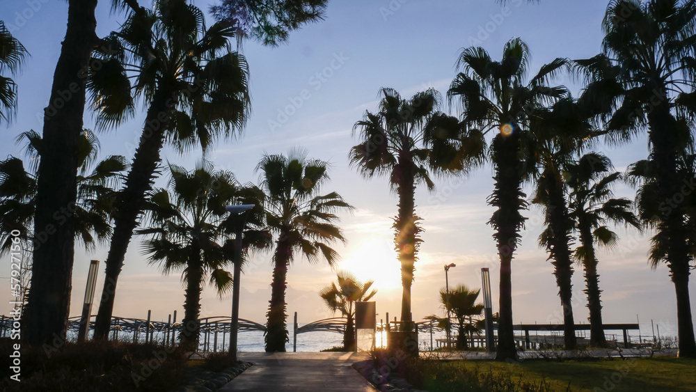 Tall palm trees on the mediterranean sea