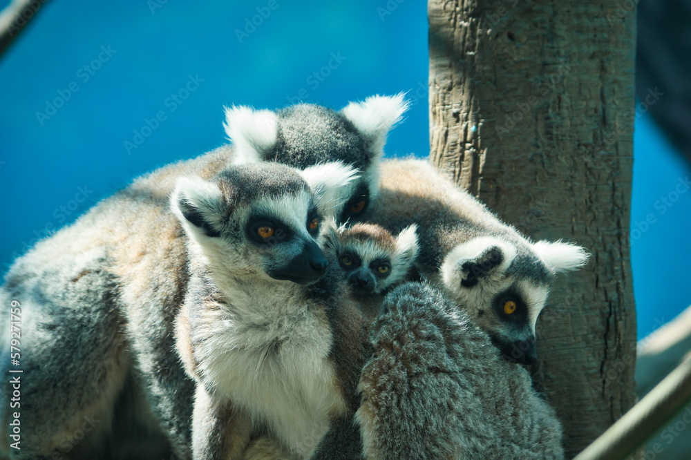 Obraz premium Family of lemurs with baby lemur on the back of its mother, in the zoo of Chapultepec, Mexico City
