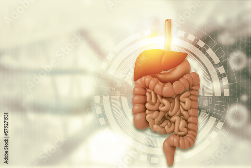 Human digestive system anatomy on scientific background. 3d illustration.