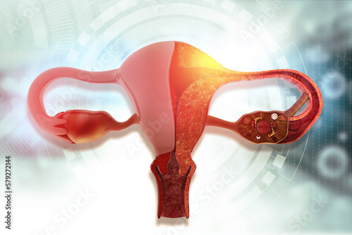 Female reproductive system anatomy. 3d illustration.. photo