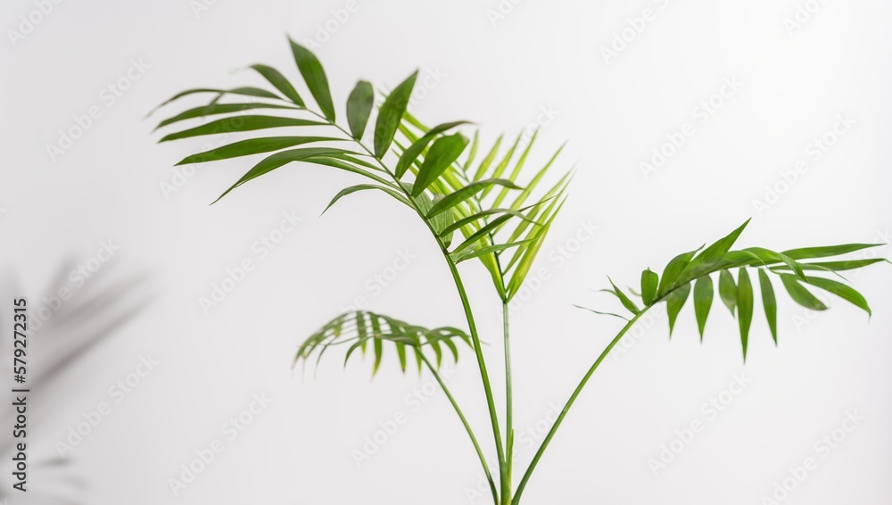 Chamaedorea Elegans Palm isolated on white background. leaves and stems of chamedorea on a white background.