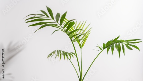 Chamaedorea Elegans Palm isolated on white background. leaves and stems of chamedorea on a white background.