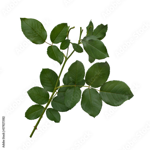 Green rose leaves isolated on white background. Detail for creating a collage